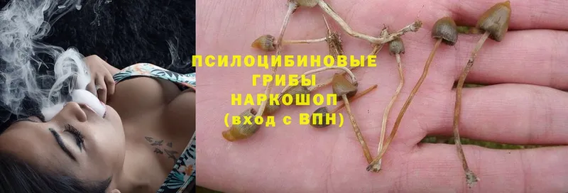 продажа наркотиков  Баймак  Галлюциногенные грибы Magic Shrooms 